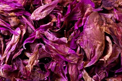 Peony petals Stock Photos