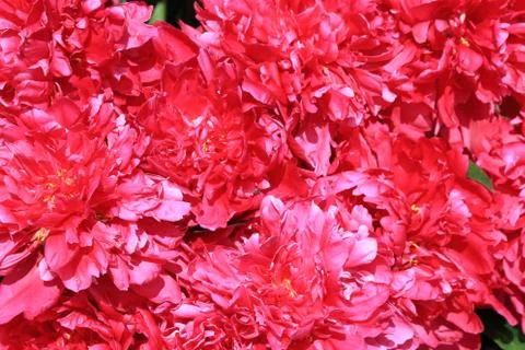 Peony petals Stock Photos