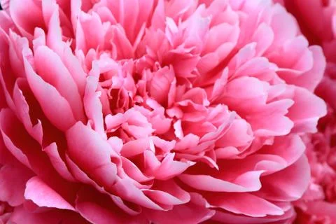 Peony petals Stock Photos