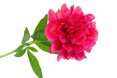 Peony Stock Photos