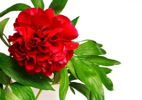 Peony Stock Photos