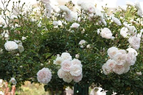 Peony Stock Photos
