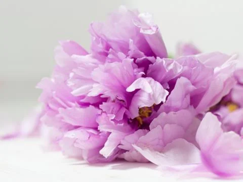 Peony Stock Photos