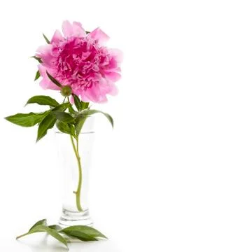 Peony Stock Photos