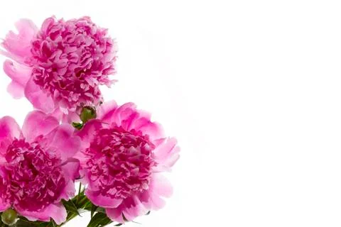 Peony Stock Photos