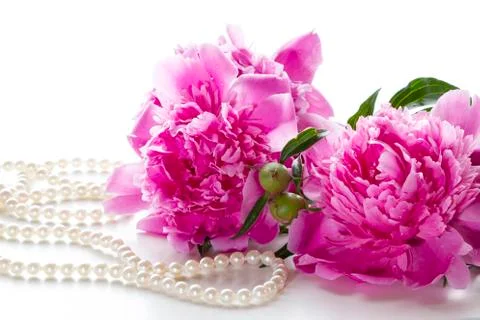 Peony Stock Photos