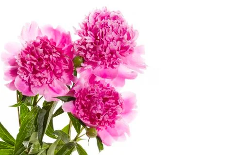 Peony Stock Photos