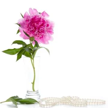 Peony Stock Photos