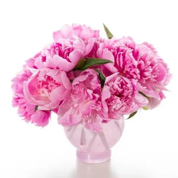 Peony Stock Photos