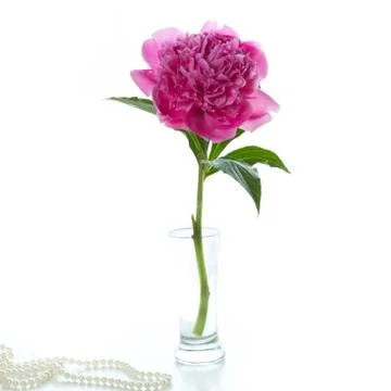 Peony Stock Photos