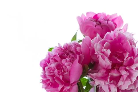 Peony Stock Photos