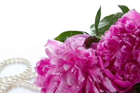 Peony Stock Photos
