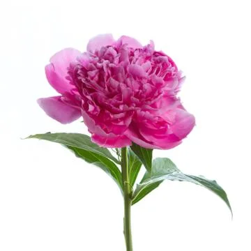 Peony Stock Photos