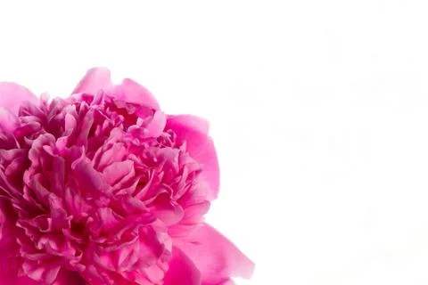 Peony Stock Photos