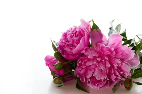 Peony Stock Photos