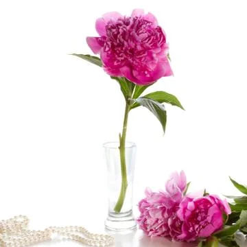Peony Stock Photos