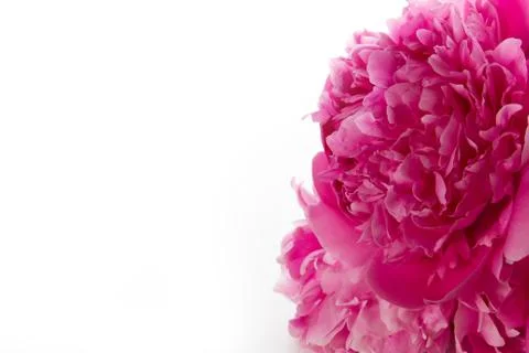 Peony Stock Photos