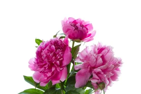 Peony Stock Photos