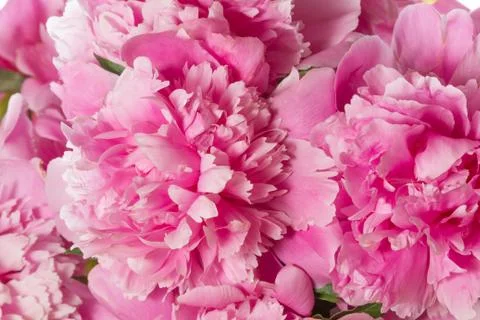 Peony Stock Photos