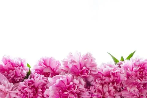 Peony Stock Photos