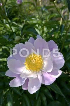 Peony Stock Photos