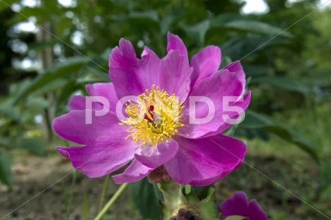 Peony Stock Photos