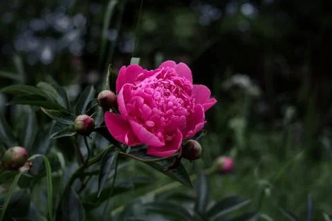 Peony Foto stock