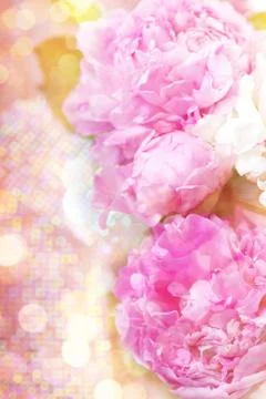 Peony Stock Photos