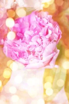 Peony Stock Photos