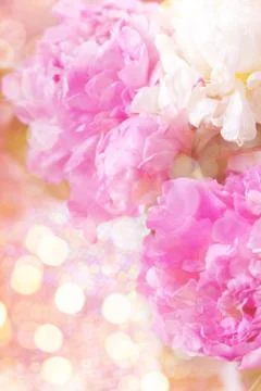 Peony Stock Photos