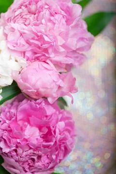 Peony Stock Photos