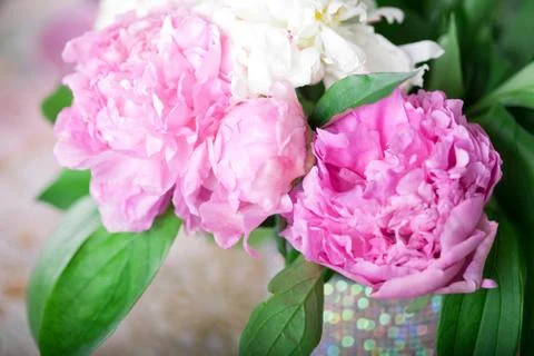 Peony Stock Photos
