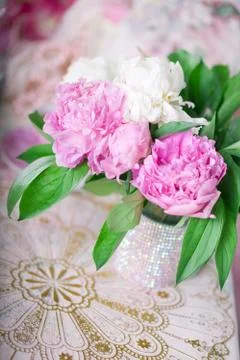 Peony Stock Photos