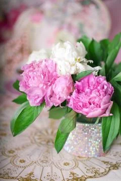 Peony Stock Photos
