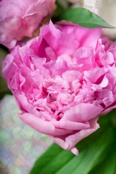 Peony Stock Photos