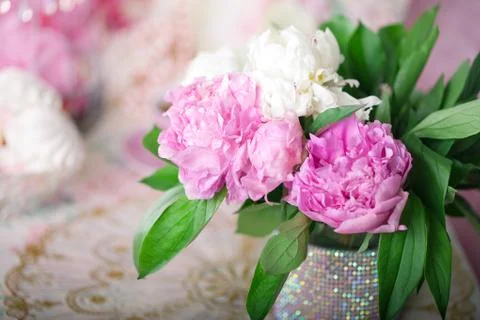 Peony Stock Photos