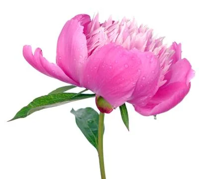 Peony Stock Photos