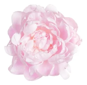 Peony Stock Photos