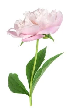 Peony Stock Photos