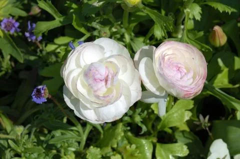 Peony Stock Photos