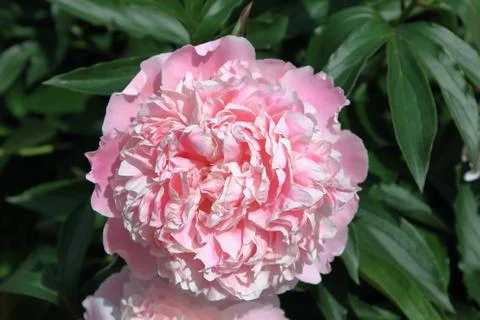 Peony Stock Photos