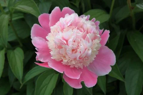 Peony Stock Photos