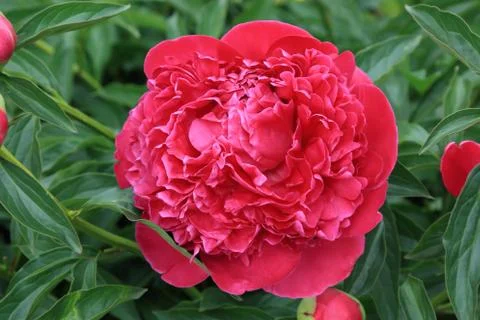 Peony Stock Photos
