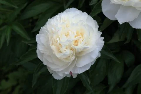 Peony Stock Photos