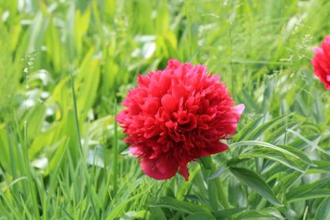 Peony Stock Photos