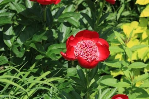 Peony Stock Photos