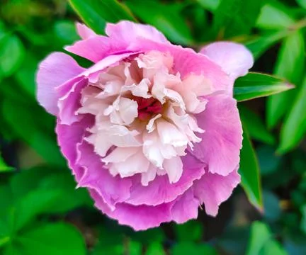 Peony Stock Photos