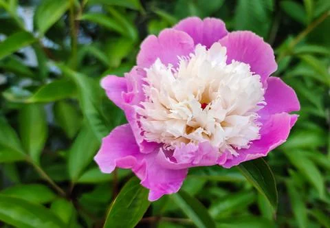 Peony Stock Photos