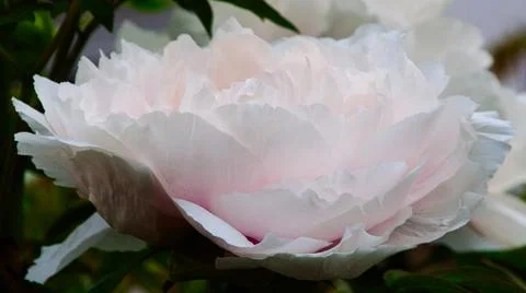 Peony Stock Photos