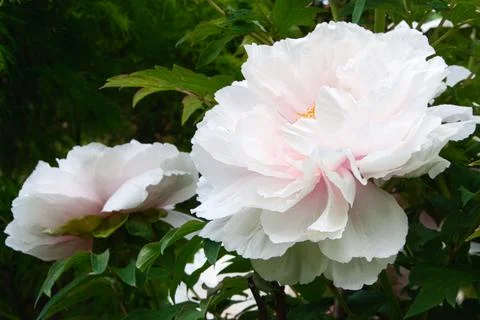 Peony Stock Photos